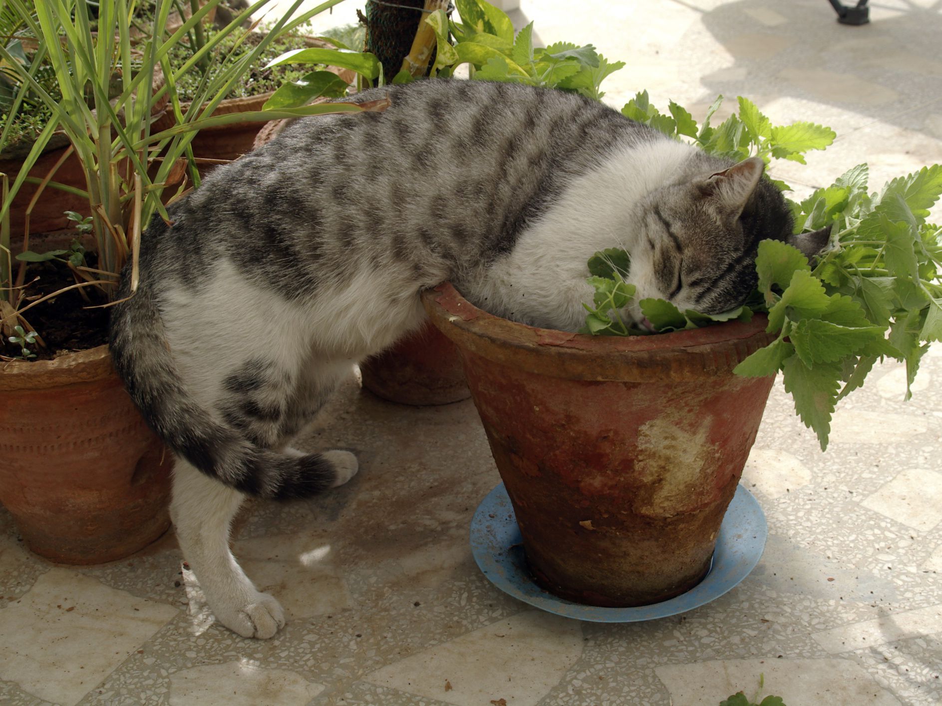 LA NEPETA CATARIA: I PERCHE' E GLI UTILIZZI - Centro di cultura felina -  Tutto sul comportamento del gatto