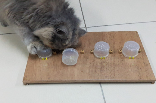 Giochi Problem Solving per gatti - Centro di cultura felina - Tutto sul  comportamento del gatto