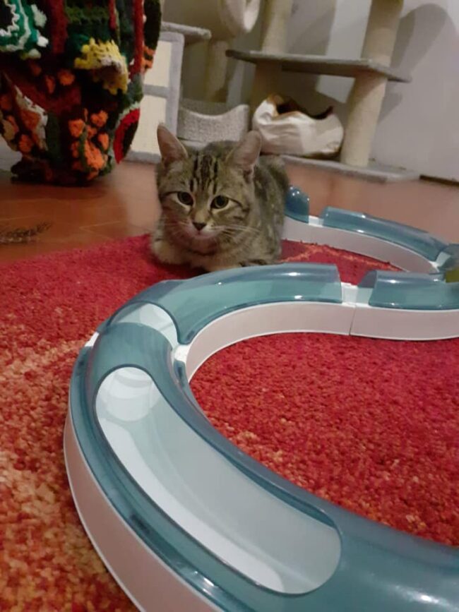 Giochi Problem Solving per gatti - Centro di cultura felina - Tutto sul  comportamento del gatto